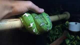 Emerald Tree Boa Care & Setup