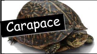 Word of the day: Carapace--what does it mean