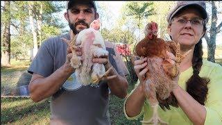 The Freedom Rangers Surprised Us!  Freedom Ranger vs. Cornish Cross Meat Chickens...Just the FACTS!!