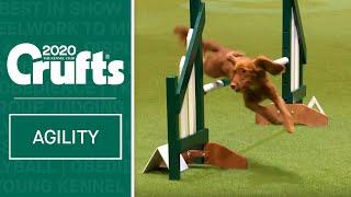 Agility - Championship Final | Crufts 2020