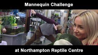 Mannequin Challenge at Northampton Reptile Centre