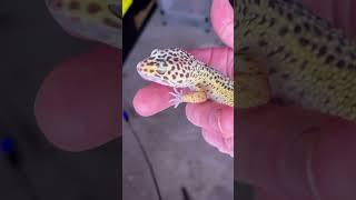 My Obsession with Reptiles - A Closer Look at Leopard Geckos! #shorts