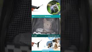 Reescope - Transforming Animal Care with China Video Otoscope