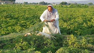 Quail Hunting With Net In Pakistan | Part 24 | Fateh Jang Tv