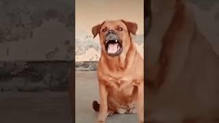 dog#new #funny #video #foryou