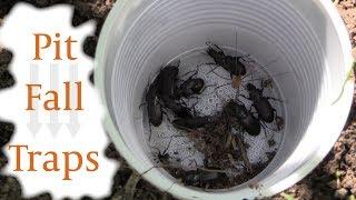 Collecting Insects with Pit Fall Traps