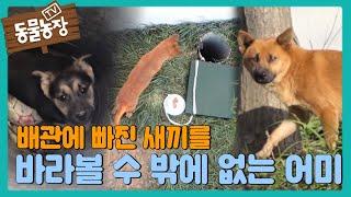 [애틋] 배관 안에서 발버둥 치는 새끼를 바라볼 수밖에 없는 ‘누렁이’ I TV동물농장 (Animal Farm) | SBS Story