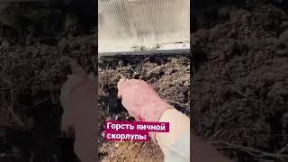 КАК САЖАТЬ РАССАДУ ПОМИДОР В ТЕПЛИЦУ#рассада #рассадапомидор #сажаемпомидоры #shots #огород #релакс