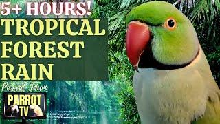 Tropical Forest Rain | 5+ HOURS of Calm Forest Bird and Rain Sounds | Parrot TV for Your Bird Room