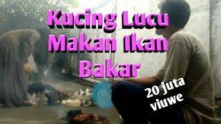 KUCING LUCU MAKAN IKAN BAKAR#zahrachannel#kucinglucu#kucing#kucingviral#kucingkampung#cat#catlover