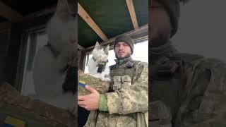 Cool cats of Ukraine!