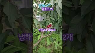 #범죄도시 #체리