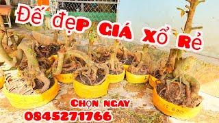 Xổ rẻ ! Phôi mai giảo bonsai đẹp 3/11 #aPhương0845271766 |MaivàngThanhTâm