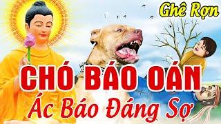 Chuyện Nhân Quả Báo Ứng CHÓ BÁO OÁN Kẻ G.I.Ế.T Hại Mình - Cái Kết Vong Mạng Thê Thảm, Xem Để Tránh