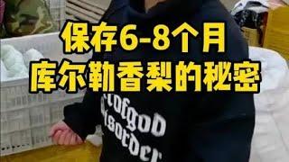 揭秘采摘后的库勒尔香梨，是如何新鲜保存6-8个月的#库勒尔香梨 #新疆 #水果