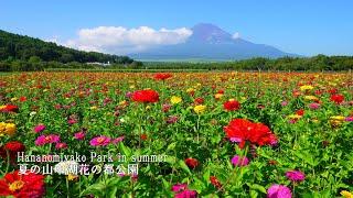 Walking in Hananomiyako Park where zinnias and sunflowers are in full bloom with Mt.Fuji.