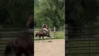New saddle-pad!!#equestrianjourney #canter #eq #pony #riding #viral#birthday #present#fyp#trend#yt