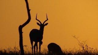 Impala for Sundowner
