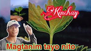 Pagtatanim ng Kinchay