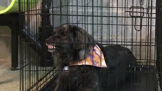 Dog reactive dog - using corrective reward to lessen her response in 1 session
