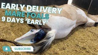 Early Delivery: Mare Foals 9 Days "Early"