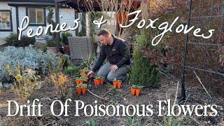 What You Should Know About Peonies & Foxgloves || Visit Our Garden