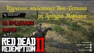 Изучение животных Нью-Остина за Артура Моргана во 2 главе Red Dead Redemption 2