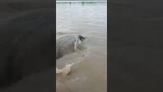 #bigfish #guntur #bigfish in yenamadala pond guntur