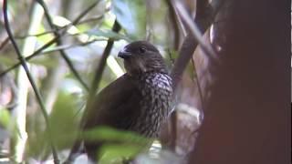 Toothbilled Bowerbirds Calling #3