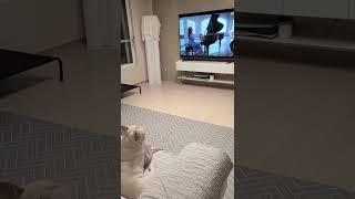 저는 매일 클래식 음악을 들어요‼️