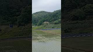 83번) 양지바른 전원주택 010 3809 0318 축사에 가축도 키워보고 텃밭에 야채 황토방에는 군불아궁이 꾸며 조용하고 한적한 귀농귀촌 추천 전원주택 시골집 촌집 #시골집