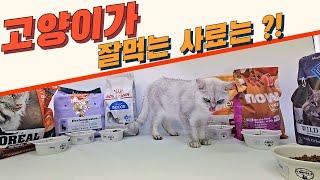 고양이 인기 사료 6종 비교, 직접 급여했다!! 기호성 높은 사료는? [Compared to 6 popular cat food types] #고양이 #고양이사료 #고양이사료비교