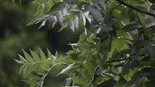 Meditation with Rain and Tanpura