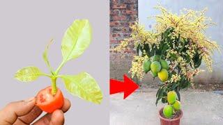 Special technique for growing mangoes with tomatoes stimulates super fast fruit production