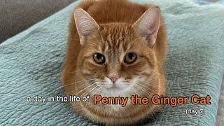 A Day in the Life of Penny the Ginger Cat - Day 7