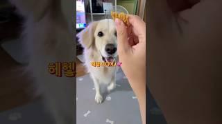 간식 먹기 위해 시키는 건 뭐든지 다 하는 강아지  #shorts