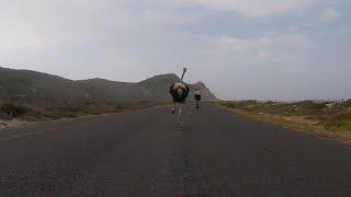 Cyclists chased by an ostrich. The funniest thing you'll see today