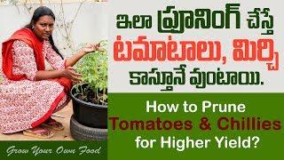 How to Prune Tomatoes and Chillies for Higher Yield II GrowYourOwnFood