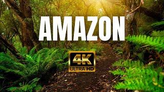 Amazon | 4k | The World’s Largest Tropical Rainforest