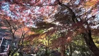 Japan Life Autumn