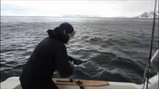 Halibut Action! - Video Catching Norwegian Halibut On Big Pirks