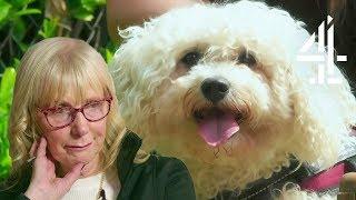 Recent Widow Bonds with Adorable Abandoned Dog | The Dog House