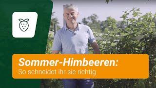 Sommer-Himbeeren schneiden: So geht's