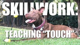 Skillwork: Teaching Your Dog "Touch"