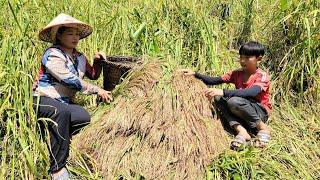 The life of a single mother, harvesting rice for strangers to earn money to raise her children