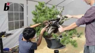 Minoru Akiyama (JP) Demo Pinus Mugo Bonsai Focus #6-2012