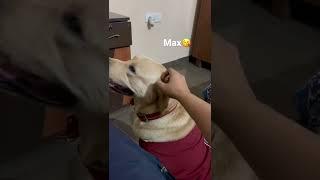 Max The Labrador | Bhavishya Rathi | Mera pyaar️️‍