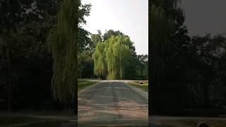 Beautiful Weeping Willow Tree & Green Pond -Erie, KS #weepingwillow #KS #travel #pond #alongtheway