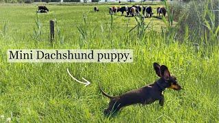 Family Diary- Mini Dachshunds & Cows.