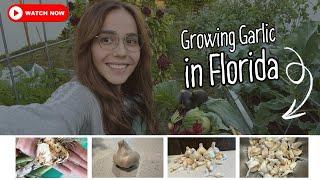 How to grow garlic successfully in Florida